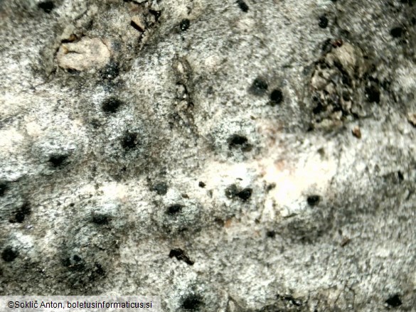 Anthostoma turgidum