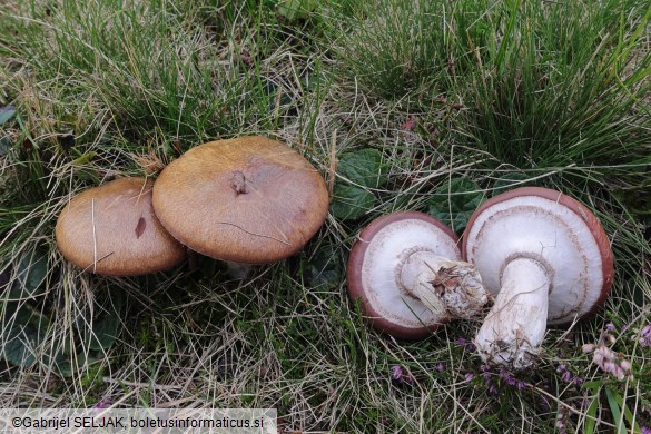 Suillus luteus