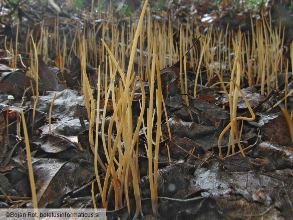Macrotyphula filiformis