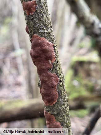 Hypoxylon ticinense