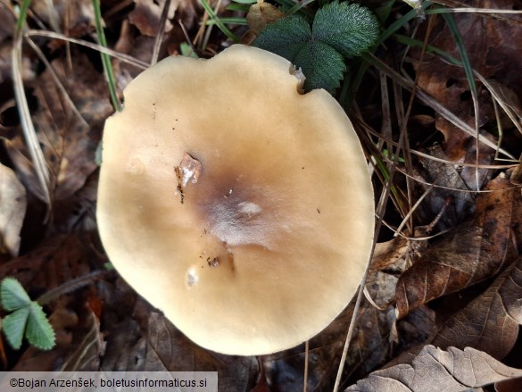 Melanoleuca cognata