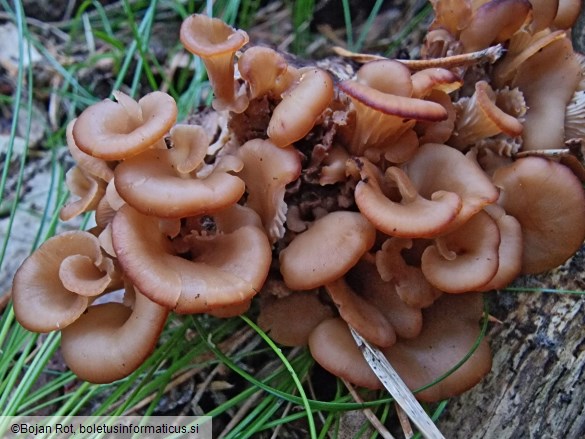 Lentinellus cochleatus