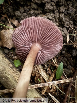 Mycena pelianthina