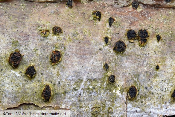 Sillia ferruginea