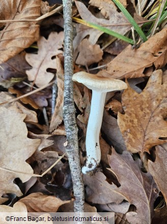 Hygrophorus arbustivus