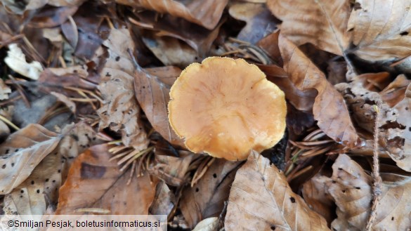 Hydnum rufescens