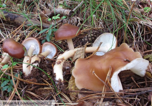 Rhodocollybia prolixa