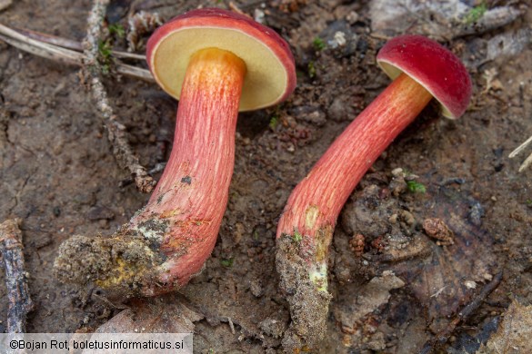 Hortiboletus rubellus