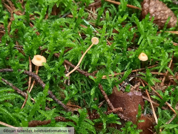 Rickenella fibula