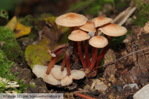 Gymnopus erythropus