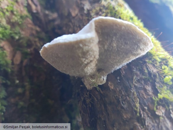 Trametes suaveolens