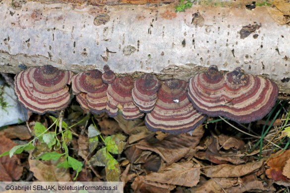 Daedaleopsis tricolor