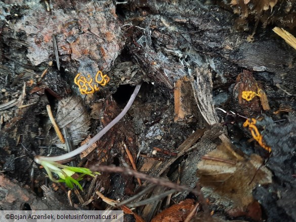 Hemitrichia serpula