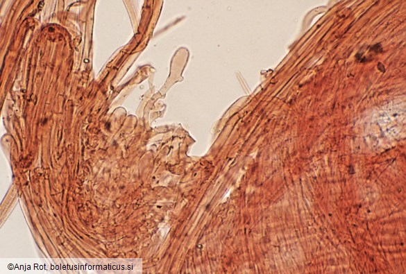 Psathyrella spadiceogrisea