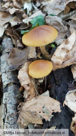 Conocybe aporos