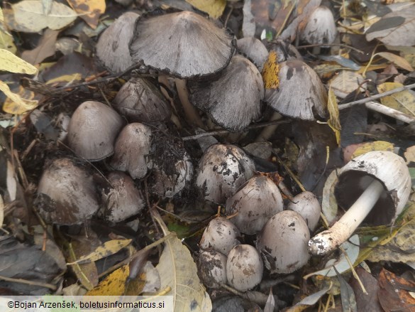 Coprinopsis atramentaria