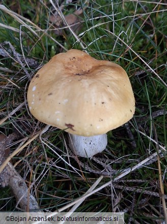 Russula ochroleuca