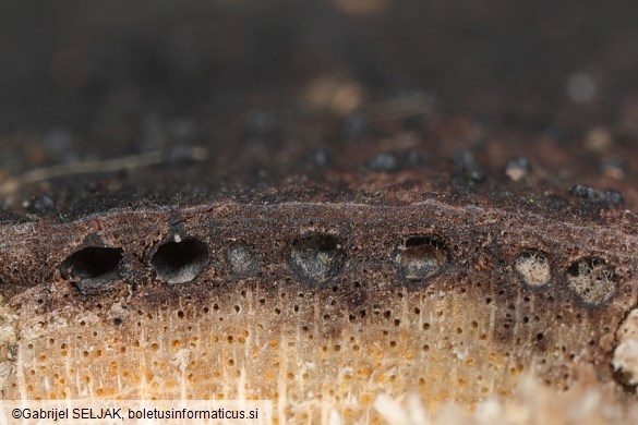 Eutypa maura