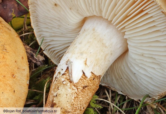 Chamaemyces fracidus