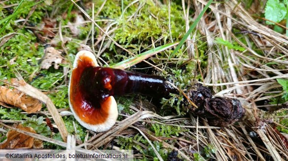 Ganoderma valesiacum