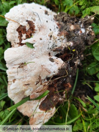 Abortiporus biennis