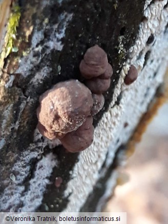 Hypoxylon fuscum