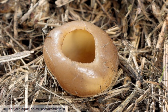 Peziza vesiculosa