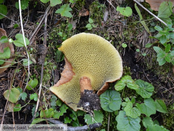 Suillus cavipes