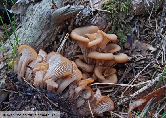 Lentinellus cochleatus