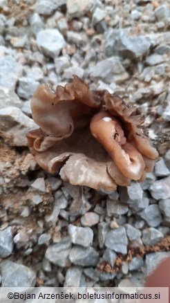 Verpa bohemica