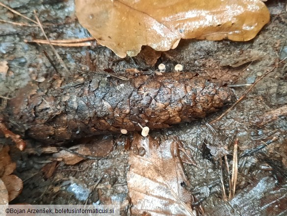 Baeospora myosura