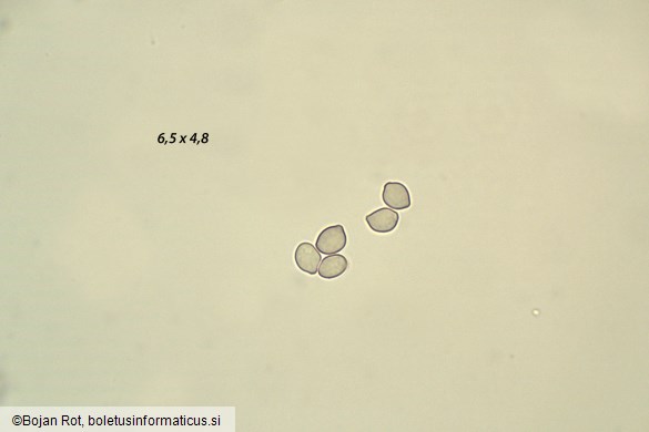 Cephalotrichum stemonitis
