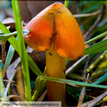 Hygrocybe conica