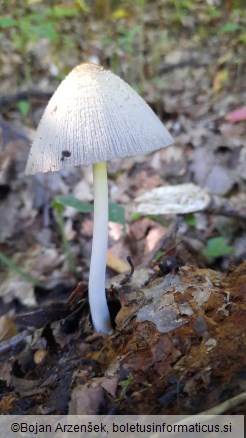 Coprinellus domesticus