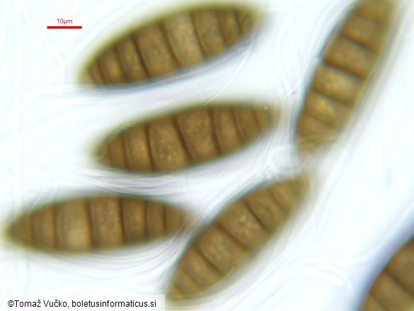 Navicella pileata
