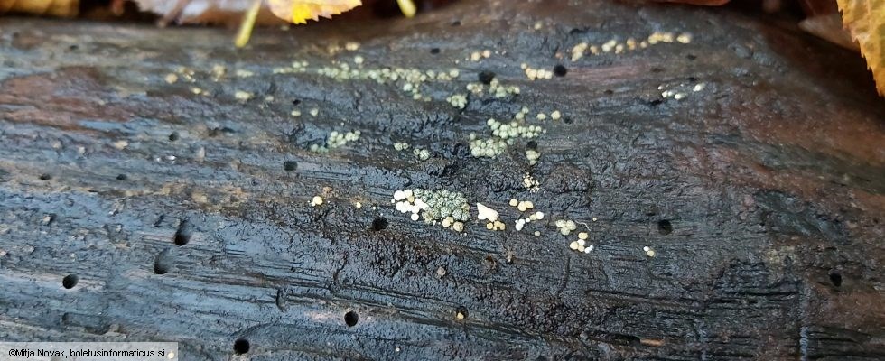 Hypocrea gelatinosa