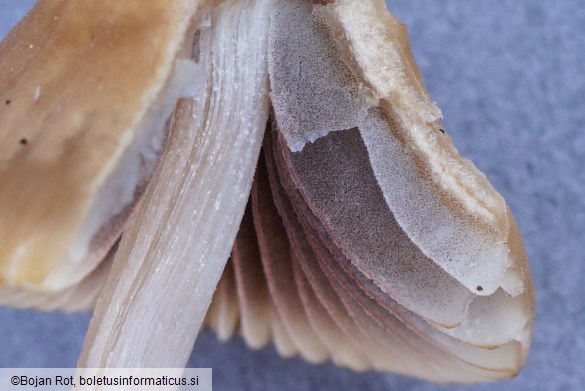 Psathyrella corrugis