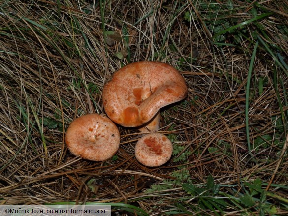 Lactarius deliciosus