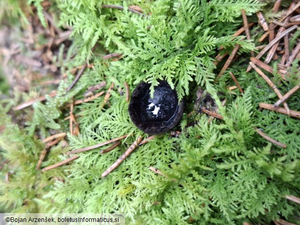 Pseudoplectania nigrella