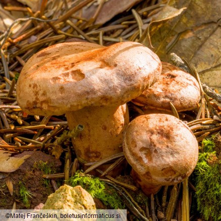 Lactarius quietus