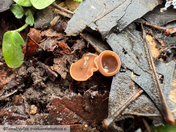 Ciboria coryli