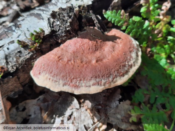 Hapalopilus nidulans