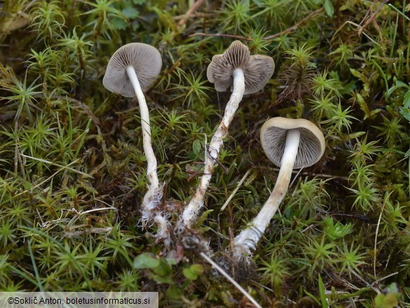 Agrocybe arvalis
