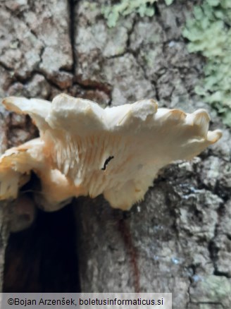 Pleurotus dryinus