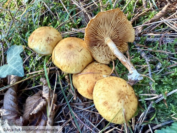 Gymnopilus penetrans