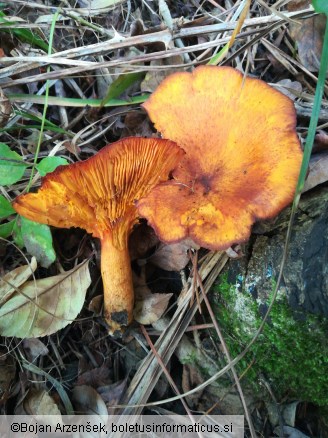 Omphalotus olearius