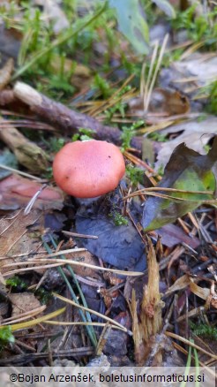Gomphidius roseus