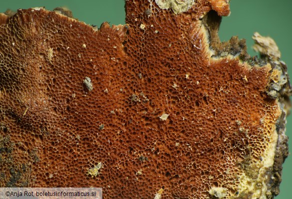 Gloeoporus taxicola