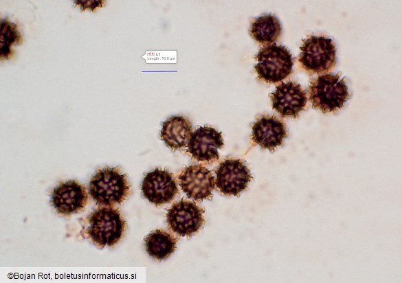 Scleroderma bovista