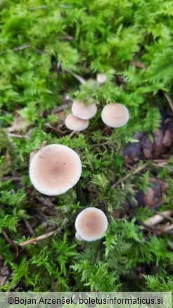Baeospora myosura